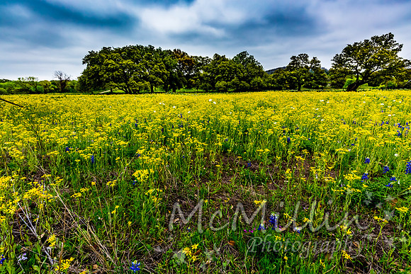2016 Texas Flowers-7660
