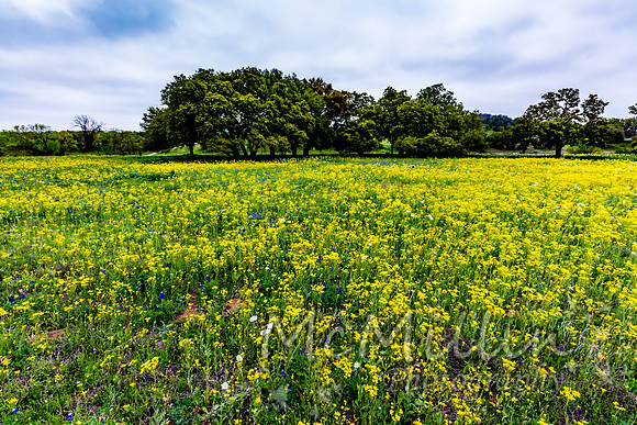 2016 Texas Flowers-7674