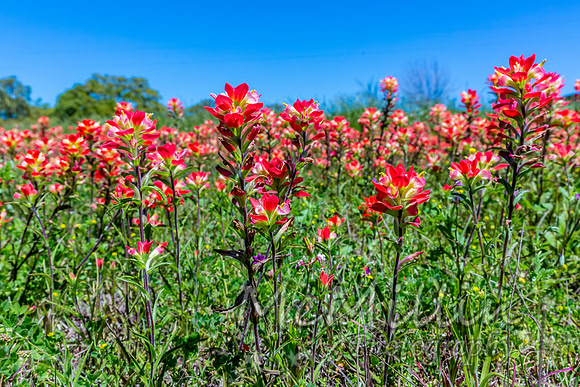 2016 Texas Flowers-6815
