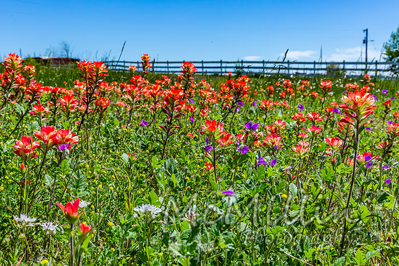 2016 Texas Flowers-6820