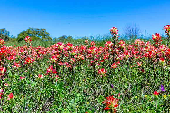 2016 Texas Flowers-6816