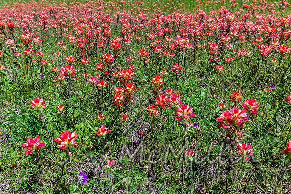 2016 Texas Flowers-6812