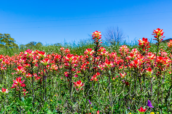 2016 Texas Flowers-6817