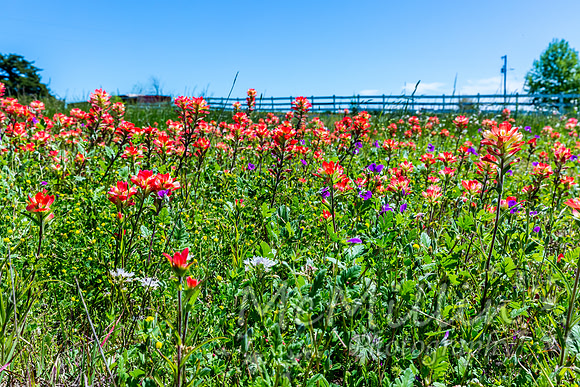 2016 Texas Flowers-6823