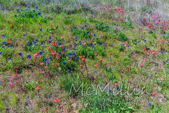 2016 Texas Flowers-6838