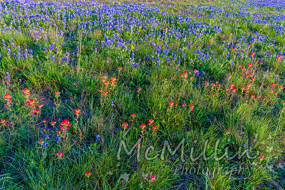 2016 Texas Flowers-7314