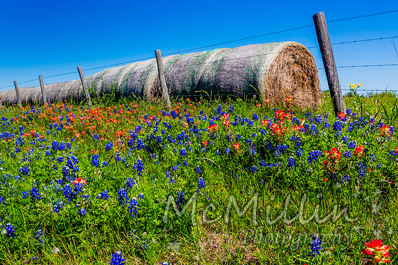 2016 Texas Flowers-6595
