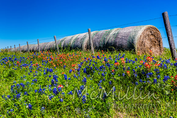 2016 Texas Flowers-6596