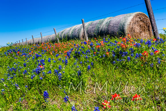 2016 Texas Flowers-6598
