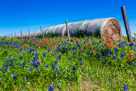 2016 Texas Flowers-6601