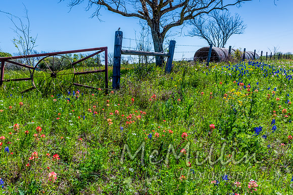 2016 Texas Flowers-6602