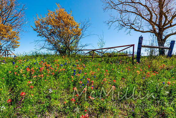 2016 Texas Flowers-6608