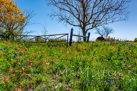2016 Texas Flowers-6609