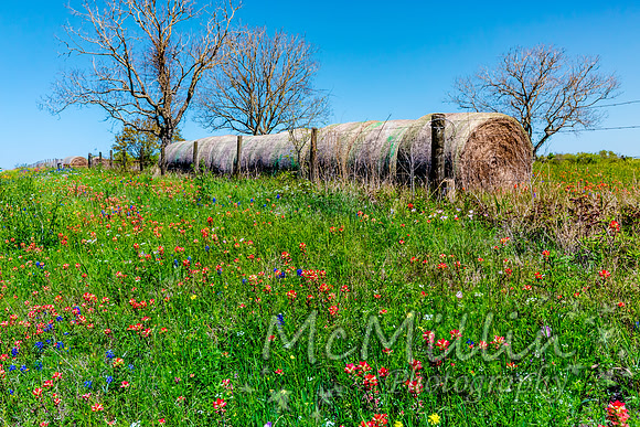 2016 Texas Flowers-6642