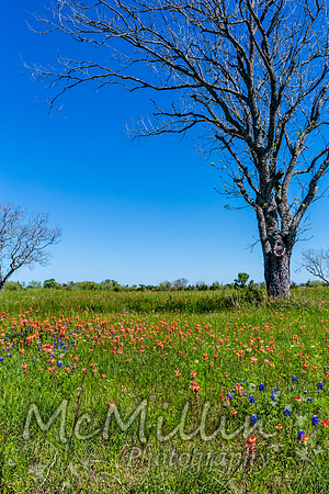 2016 Texas Flowers-6651