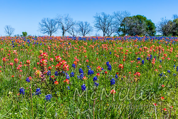 2016 Texas Flowers-6660