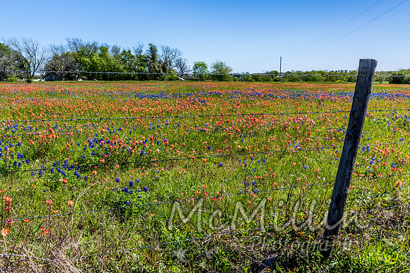 2016 Texas Flowers-6664