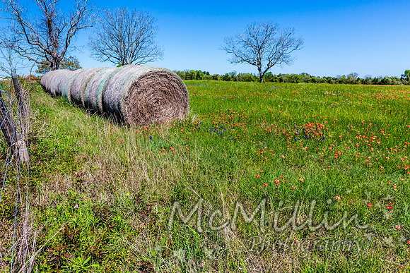 2016 Texas Flowers-6705