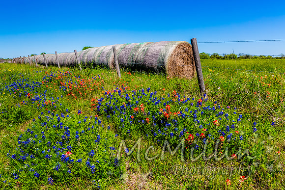 2016 Texas Flowers-6724