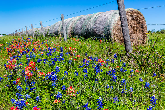 2016 Texas Flowers-6729