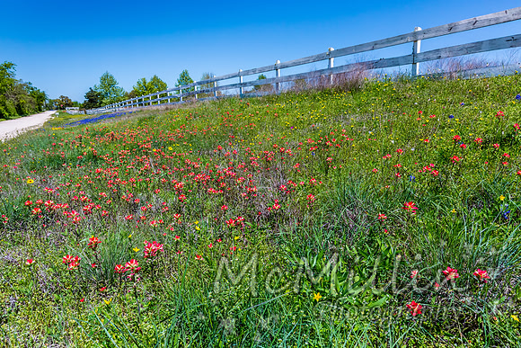 2016 Texas Flowers-6800