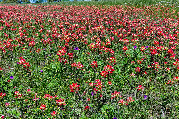 2016 Texas Flowers-6807