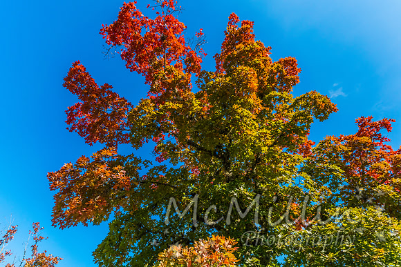 2016 Tx Fall Foliage SONY-01820