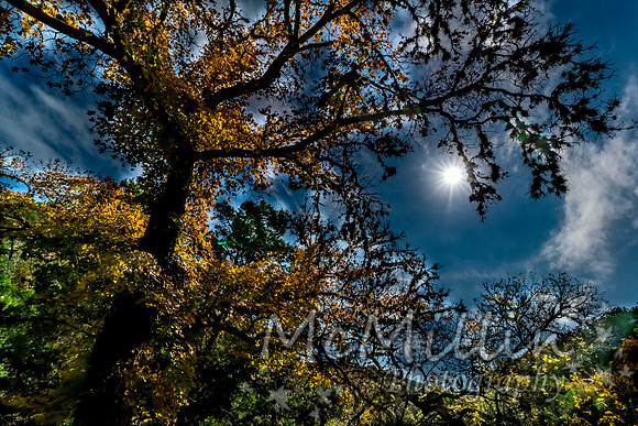 2016 Tx Fall Foliage SONY-01858