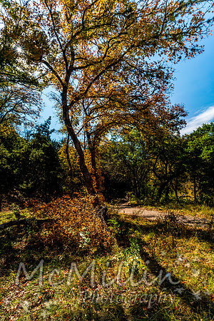 2016 Tx Fall Foliage SONY-01876