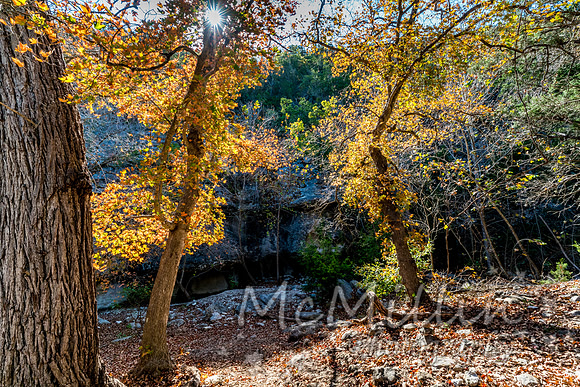 2016 Tx Fall Foliage SONY-01930