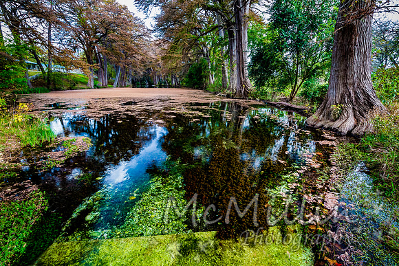 2016 Tx Fall Foliage CANON-8561