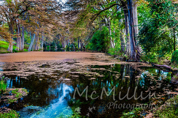 2016 Tx Fall Foliage CANON-8575