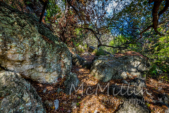 2016 Tx Fall Foliage CANON-8601