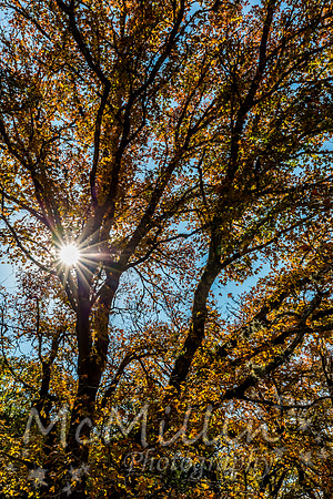 2016 Tx Fall Foliage CANON-8637