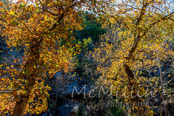 2016 Tx Fall Foliage CANON-8648