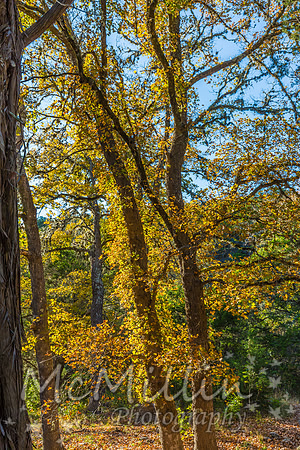 2016 Tx Fall Foliage CANON-8705