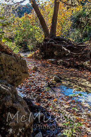2016 Tx Fall Foliage CANON-8715