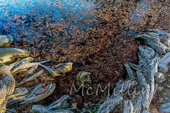 2016 Tx Fall Foliage SONY-01672