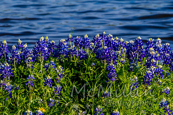 2016 Texas Flowers 7D-8745