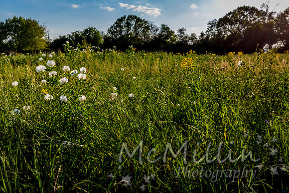 2016 Texas Flowers-6474