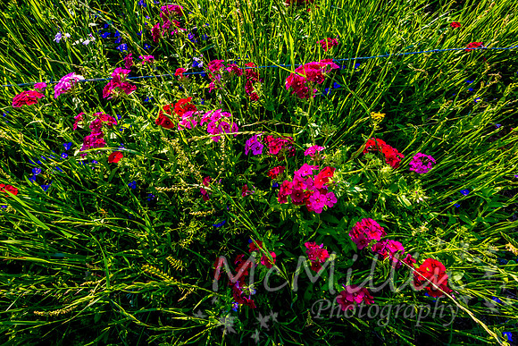 2016 Texas Flowers-6503