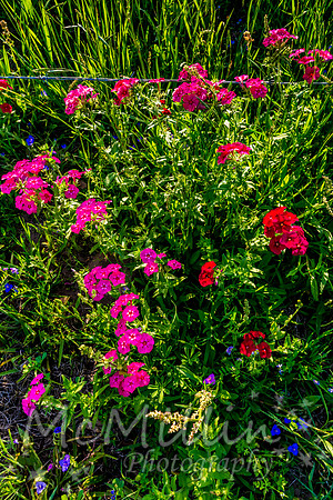 2016 Texas Flowers-6531