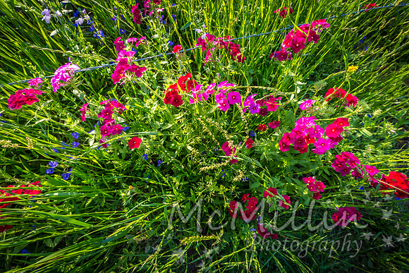 2016 Texas Flowers-6533