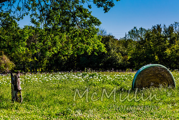 2016 Texas Flowers-6546