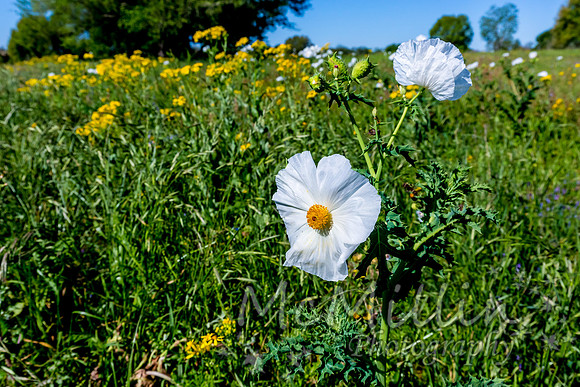 2016 Texas Flowers-6579