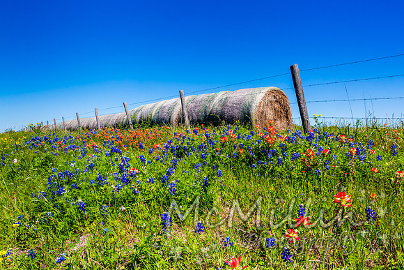 2016 Texas Flowers-6597