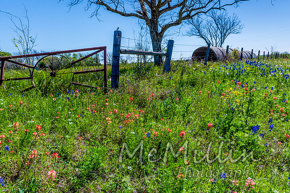 2016 Texas Flowers-6602