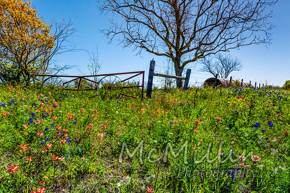 2016 Texas Flowers-6609
