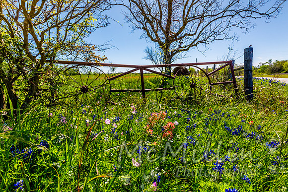 2016 Texas Flowers-6625