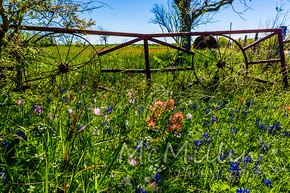 2016 Texas Flowers-6627